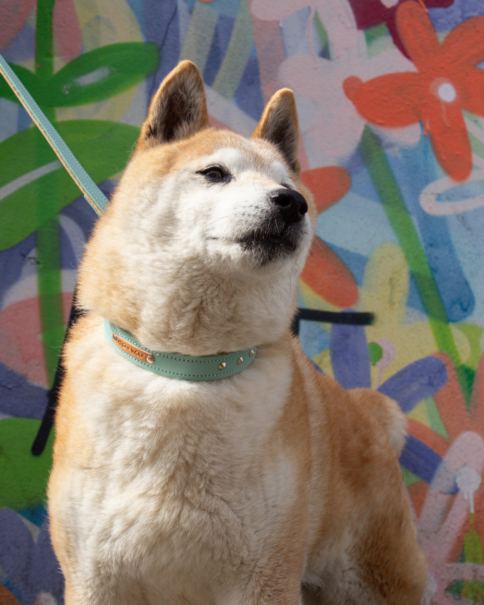 Duo Tone Studded Leather Dog Collar, Mint and Tan — Hiro + Wolf