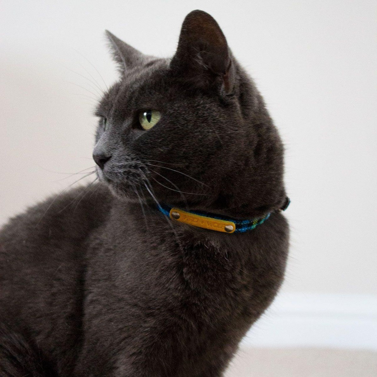 Shuka Blue Stretch Cat Collar — Hiro + Wolf